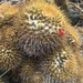 Mammillaria nivosa - Photo (c) journeybug, μερικά δικαιώματα διατηρούνται (CC BY-NC)