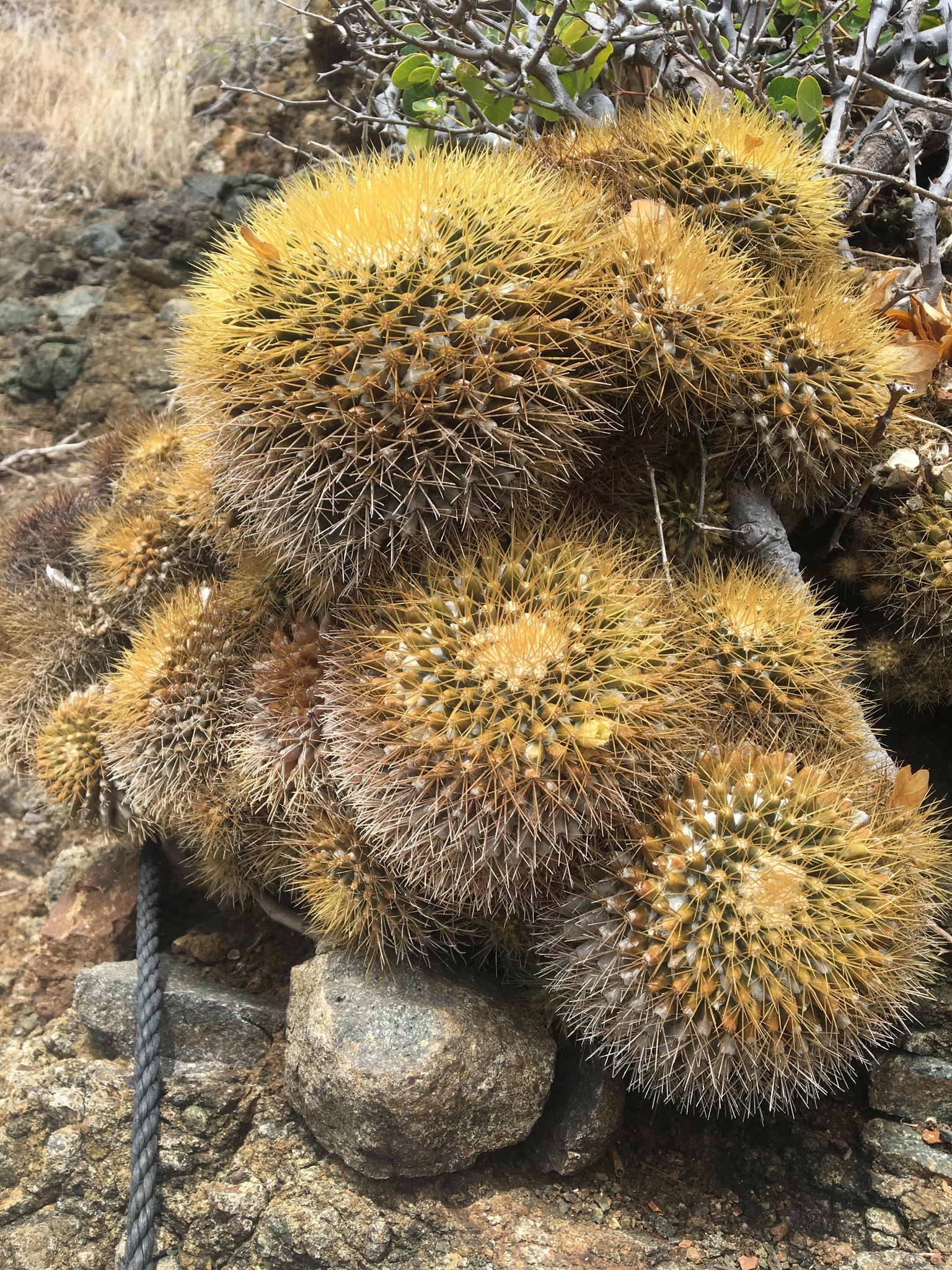woolly nipple cactus (Mammillaria nivosa)  iNaturalist