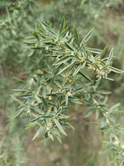 Adenocarpus hispanicus, photograph (c) Sara Navarro, some rights reserved (CC BY)