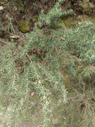 Adenocarpus hispanicus, photograph 6