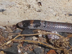Brachyurophis australis