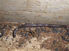 Brachyurophis australis
