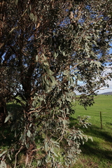 Eucalyptus dives