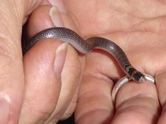 Brachyurophis australis