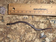 Brachyurophis australis