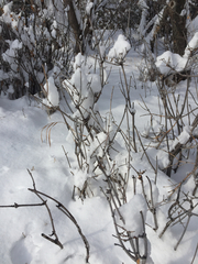 Syringa hyacinthiflora