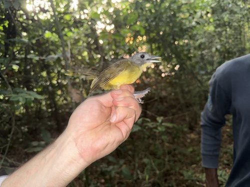 Gray-headed Bristlebill