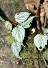 Philodendron brandtianum, photograph (c) Dr. Alexey Yakovlev, some rights reserved (CC BY)