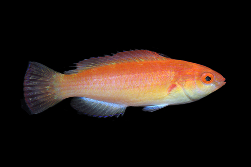 Deepwater fairy wrasse (Cirrhilabrus bathyphilus) — Labridae — 3