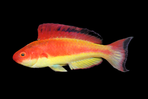 Deepwater fairy wrasse (Cirrhilabrus bathyphilus) — Labridae — 2