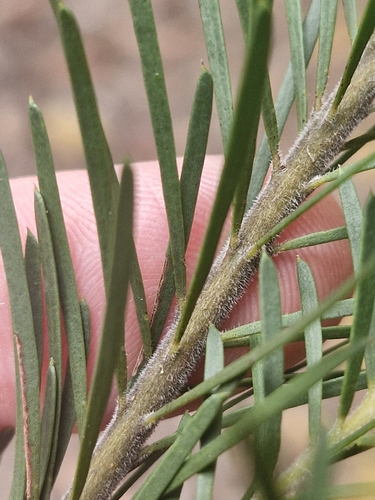 Flax-leaved Wattle (Acacia linifolia)