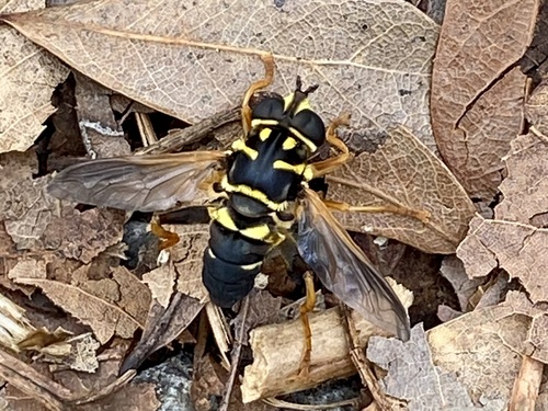 Unknown species found near Marion County, FL, USA