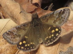 Erynnis montanus
