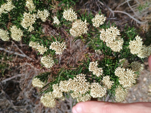 Cassinia uncata observed 2026-03-07