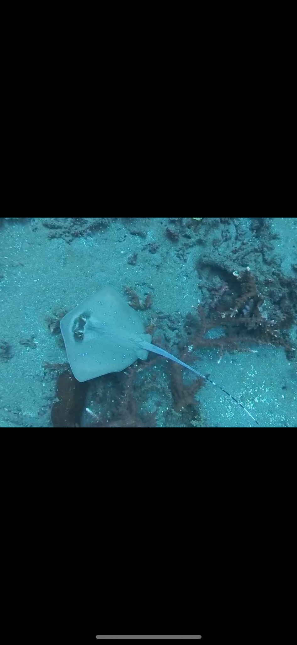 Bluespotted Maskray photo 8