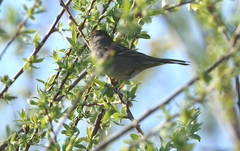 Zonotrichia atricapilla