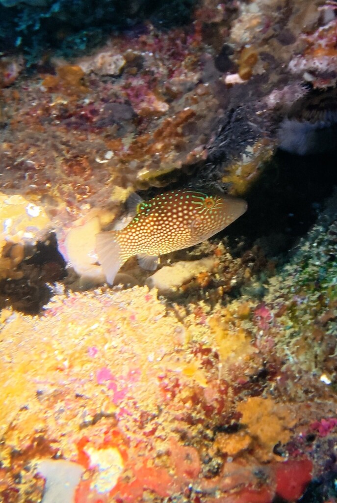 Honeycomb Toby (Canthigaster janthinoptera)