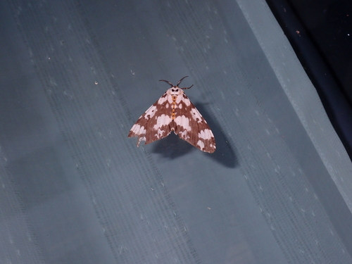 Lymantria atemeles