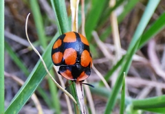 Botanochara octoplagiata