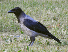 Corvus cornix