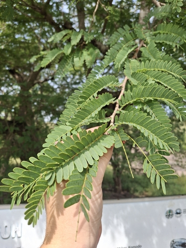 Tamarindus indica