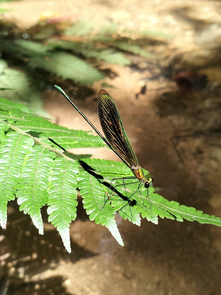 Neurobasis longipes (Neurobasis longipes)