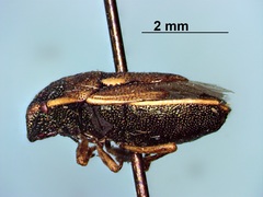Neottiglossa sulcifrons