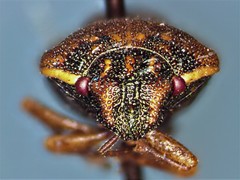Neottiglossa sulcifrons