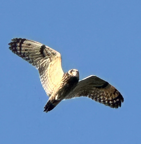 View observation of {o.common_name} on iNaturalist