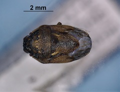 Neottiglossa sulcifrons