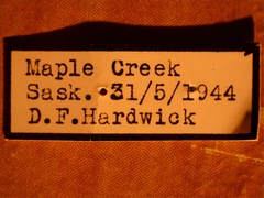 Neottiglossa sulcifrons