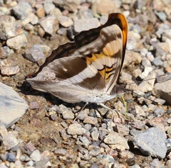 Doxocopa laure laure