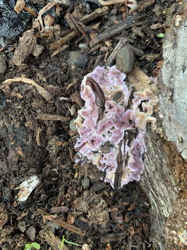 Chondrostereum purpureum · March 2026 · photo: © fuligogirl (iNaturalist, cc-by)
