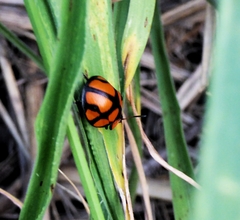 Botanochara octoplagiata