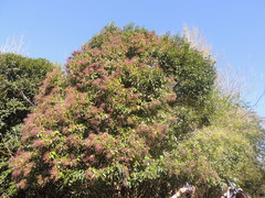Miconia ligustroides