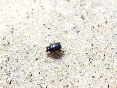 Hypocaccus gaudens