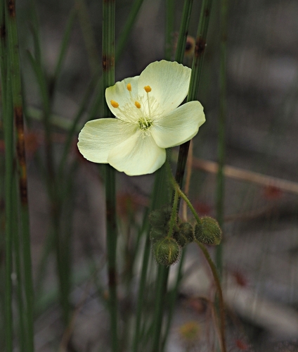 Drosera subhirtella Planch.