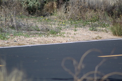 Xerospermophilus tereticaudus