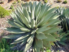 Agave shawii