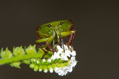 Nezara viridula