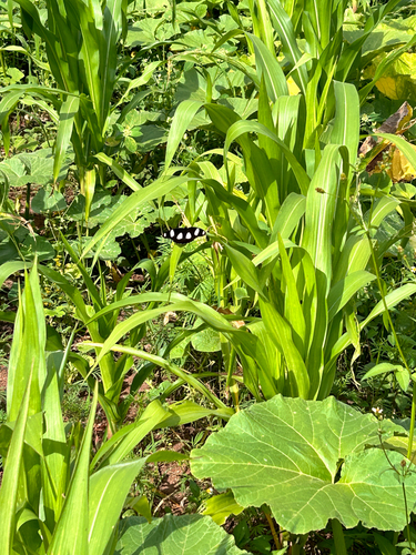 Danaid Eggfly