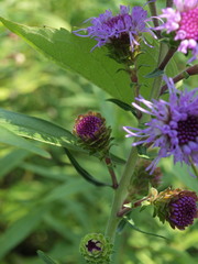 Liatris scariosa