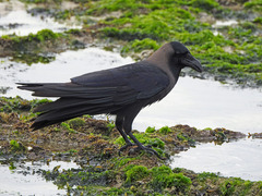 Corvus splendens