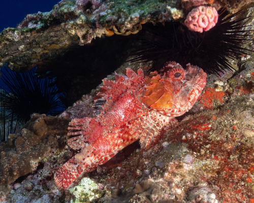 Scorpaena jacksoniensis