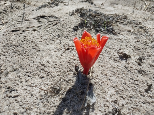 Hairy Bloodlily (Haemanthus pubescens)