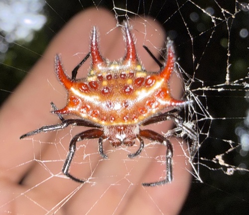 Gasteracantha curvispina