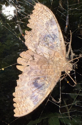 Walker's Owl