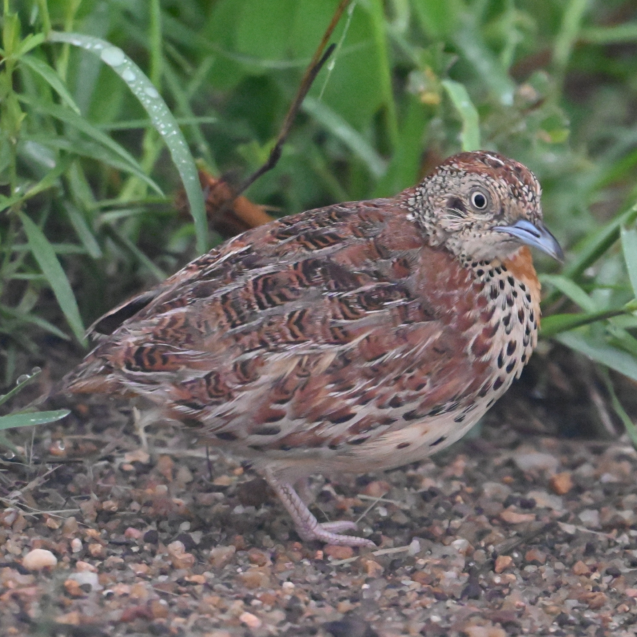 Common Buttonquail (Turnix sylvaticus), photo 6