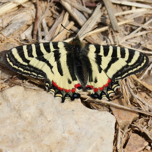 Chinese Luehdorfia