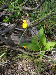 Calceolaria biflora